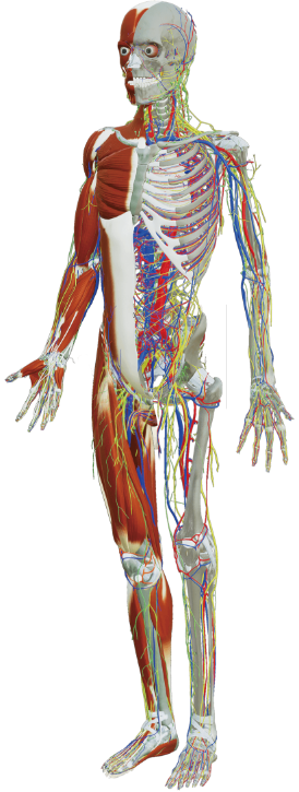人体解剖虚拟仿真教学系统- 中启新创（郑州）智能科技有限公司